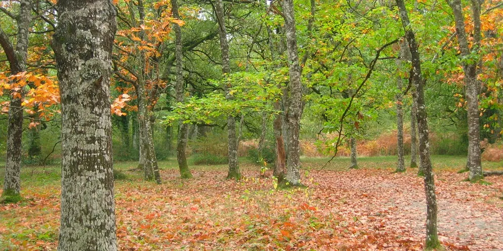 Robledal de Orgi